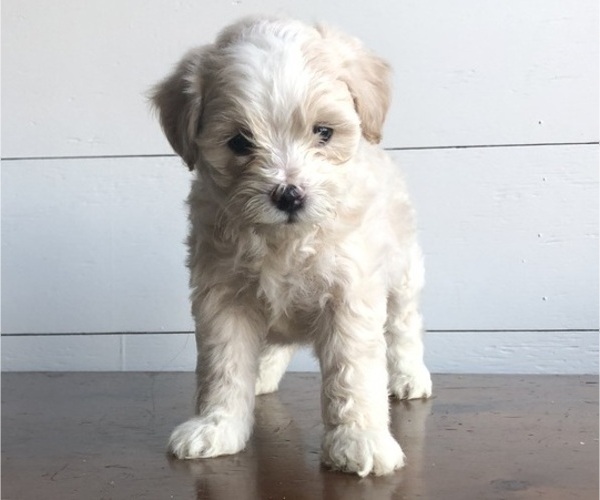 Medium Photo #1 Maltipoo Puppy For Sale in DOUGLAS, GA, USA