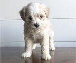 Small Photo #1 Maltipoo Puppy For Sale in DOUGLAS, GA, USA