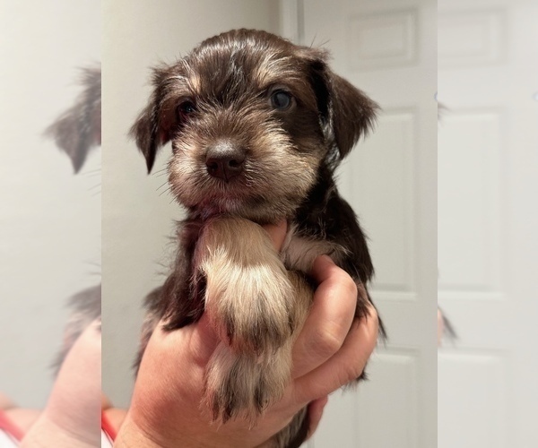 Medium Photo #2 Schnauzer (Miniature) Puppy For Sale in CONROE, TX, USA