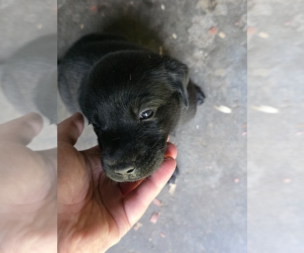 Medium Photo #4 Labrador Retriever Puppy For Sale in REXFORD, NY, USA
