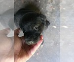Small #3 Labrador Retriever