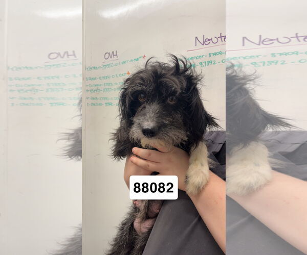 Medium Photo #1 Maltese-Unknown Mix Puppy For Sale in Chico, CA, USA