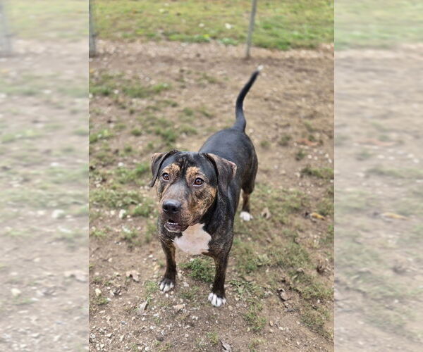 Medium Photo #3  Puppy For Sale in , 