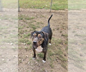 Mutt Dogs for adoption in Crandall, GA, USA