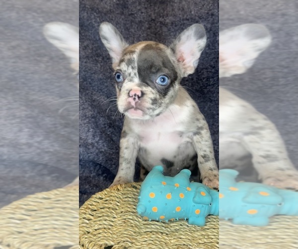 Medium Photo #3 French Bulldog Puppy For Sale in RIALTO, CA, USA