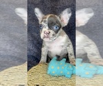Small #2 French Bulldog