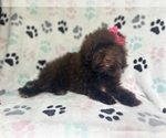 Small #1 ShihPoo