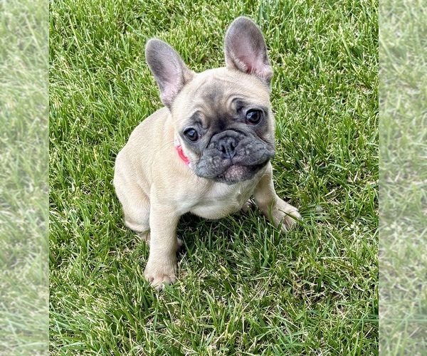 Medium Photo #18 French Bulldog Puppy For Sale in CANYON, TX, USA