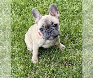 Medium French Bulldog