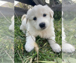 Small Photo #2 Great Pyrenees-Maremma Sheepdog Mix Puppy For Sale in CONNEAUT, OH, USA
