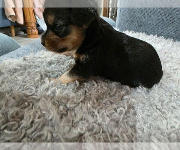 Medium Photo #4 Yorkshire Terrier Puppy For Sale in ALEXANDER CITY, AL, USA