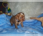 Small Photo #13 Australian Shepherd-Cavalier King Charles Spaniel Mix Puppy For Sale in HOWLAND, OH, USA