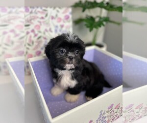 Shih Tzu Puppy for sale in EASLEY, SC, USA