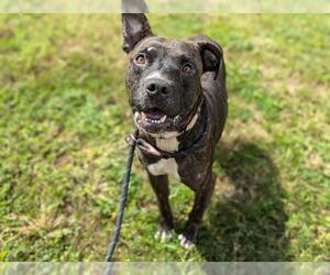 American Pit Bull Terrier Dogs for adoption in Ocala, FL, USA