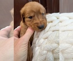Small #17 Golden Retriever