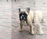 Small Photo #10 French Bulldog Puppy For Sale in NEVADA CITY, CA, USA