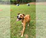 Small #1 Black Mouth Cur-Boxer Mix