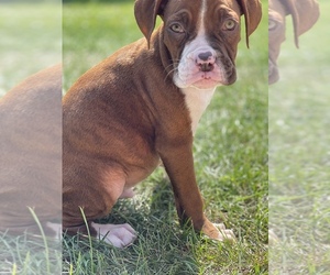 Boxer Puppy for sale in OAK LAWN, IL, USA