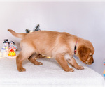 Small Photo #10 Golden Retriever Puppy For Sale in WAKARUSA, IN, USA