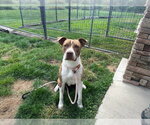 ORVILLE - Male Mutt Dog for Adoption - Small photo