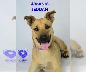 Australian Kelpie-Unknown Mix Dogs for adoption in Stockton, CA, USA
