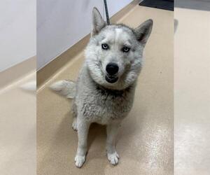 Siberian Husky-Unknown Mix Dogs for adoption in Placerville, CA, USA