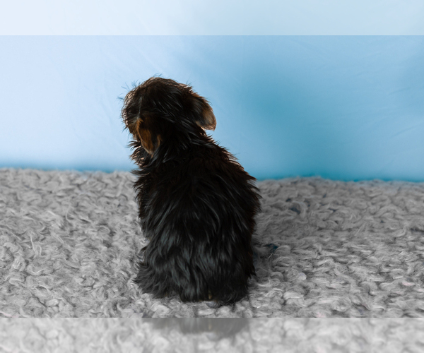 Medium Photo #4 Yorkshire Terrier Puppy For Sale in NAPPANEE, IN, USA