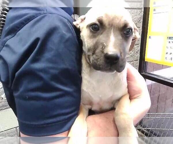 Medium Photo #1 Mutt Puppy For Sale in Tulsa, OK, USA