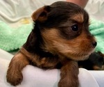 Small #3 Yorkshire Terrier