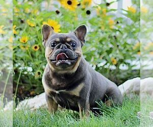 Father of the French Bulldog puppies born on 06/18/2026
