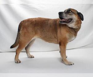 Boxador Dogs for adoption in Burbank, CA, USA