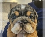 Small Photo #15 English Bulldog Puppy For Sale in SAINT CHARLES, IL, USA