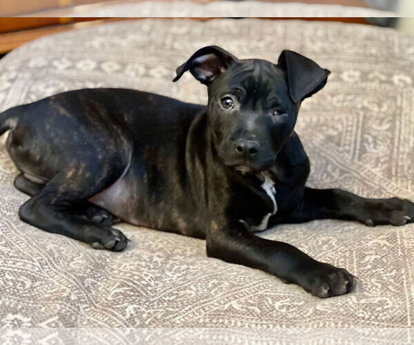 Medium Photo #7 Mutt Puppy For Sale in Tarrytown, GA, USA