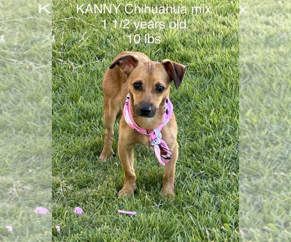 Medium Photo #1 Chihuahua Puppy For Sale in FRAMINGHAM, MA, USA