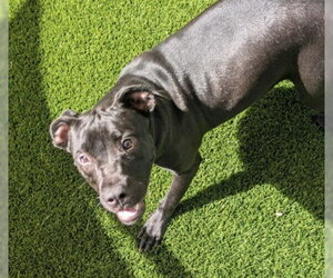SPRINKLES - Female Labrador Retriever-Unknown Mix Dog for Adoption - Photo #2