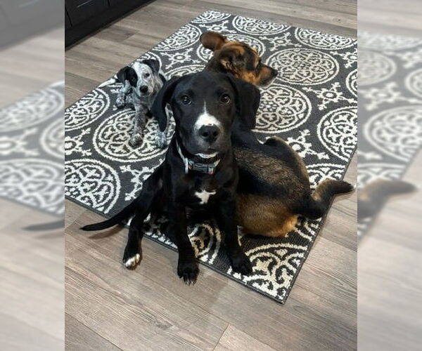 Medium Photo #6 Labrador Retriever-Unknown Mix Puppy For Sale in Aurora, CO, USA