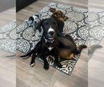 Small #5 Labrador Retriever Mix