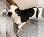 Small #2 Catahoula Leopard Dog Mix