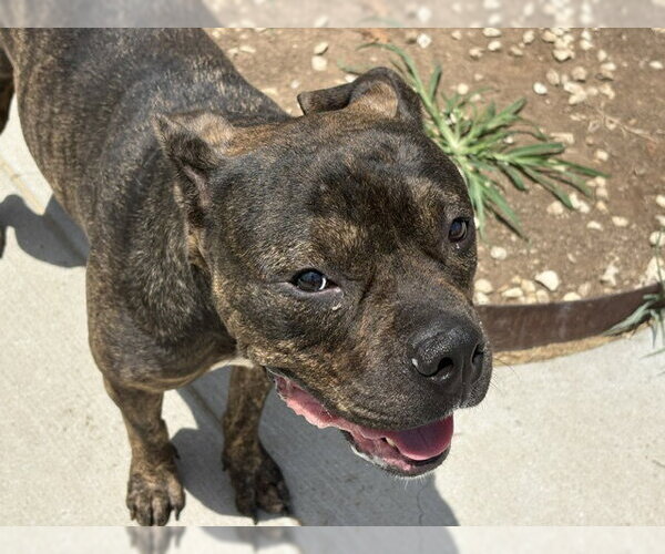 Medium Photo #2 Mutt Puppy For Sale in Tulsa, OK, USA