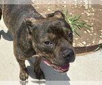 Small #1 Mutt