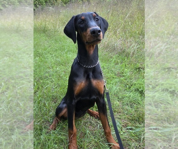 Medium Photo #28 Doberman Pinscher Puppy For Sale in WARSAW, IN, USA