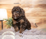 Small #1 Poodle (Miniature)