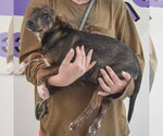 Small #6 Jack Russell Terrier Mix