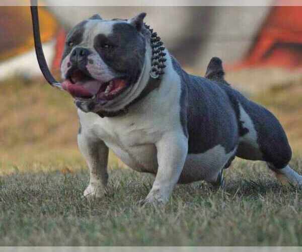 Medium Photo #1 American Bully Puppy For Sale in POMONA, MO, USA