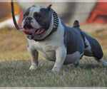 Small Photo #1 American Bully Puppy For Sale in POMONA, MO, USA