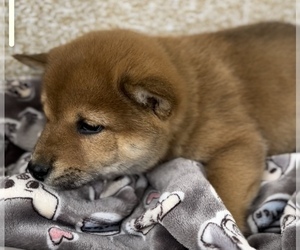 Shiba Inu Puppy for sale in HOLLAND, MI, USA