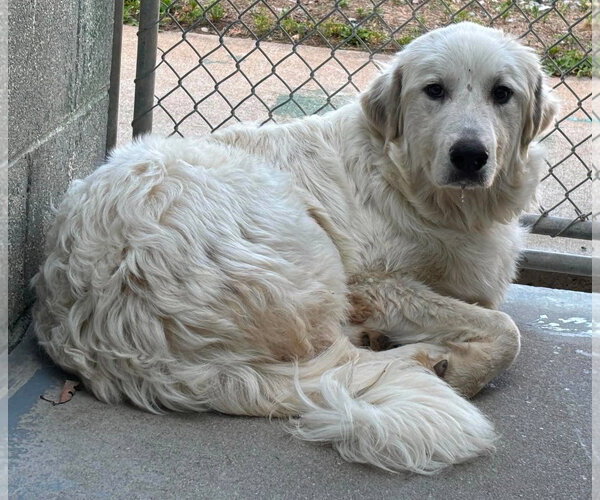 Medium Photo #4 Great Pyrenees Puppy For Sale in Rustburg, VA, USA