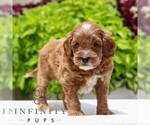 Small #3 Cavapoo