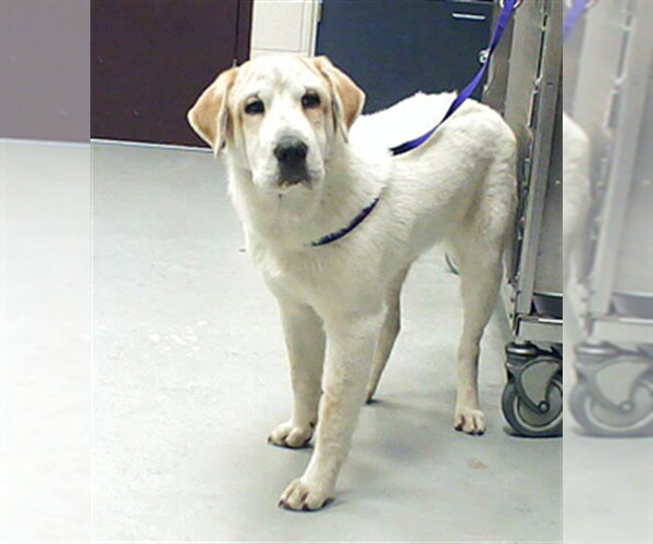 Medium Photo #1 Lab Pei Puppy For Sale in Fayetteville, NC, USA