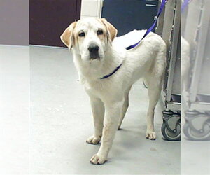 Lab Pei Dogs for adoption in Fayetteville, NC, USA